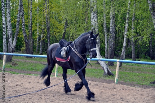 The movement of the trot of the Friesian horse breed