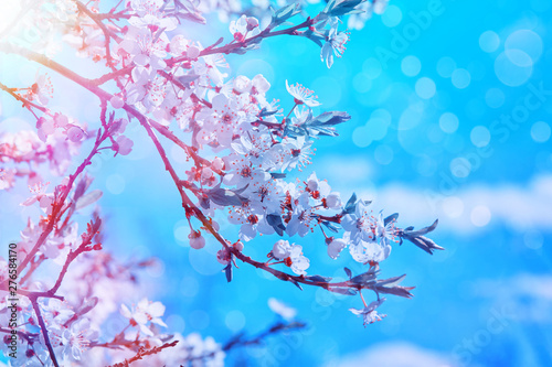 Beautiful cherry or sakura blossom tree branch. Blooming cherry sakura tree with blossom flowers and fresh leaves over blue sky. Colorful floral blum spring romantic blurred background with copy space