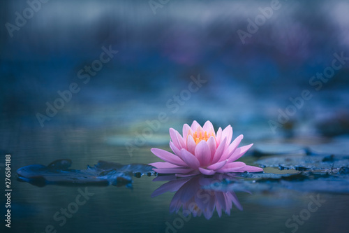 Water Lily Floating On The Water photo