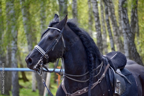 Stallion Friesian in a forest
