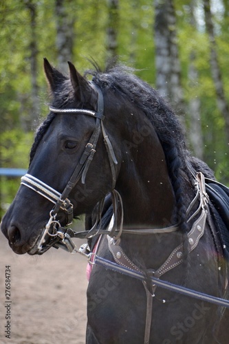 Portrait of a friesian horse in the sun
