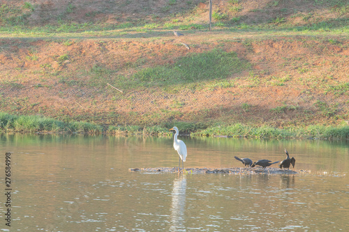 garça branca e patos