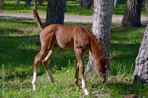 Little foal in the forest © Дина Попова