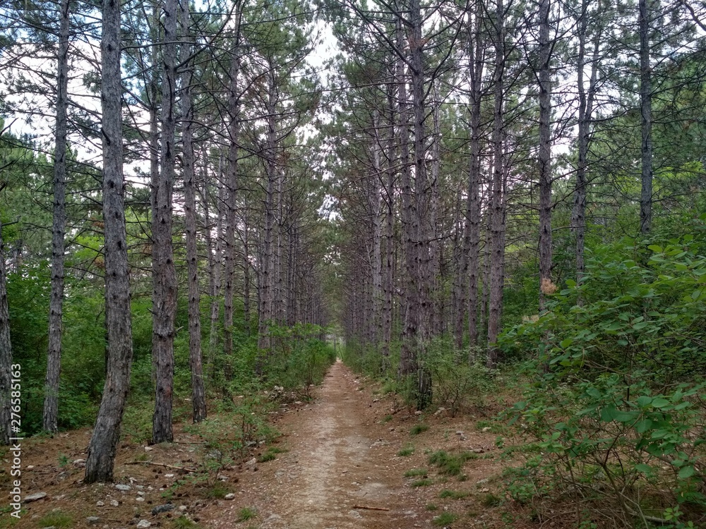 path in forest