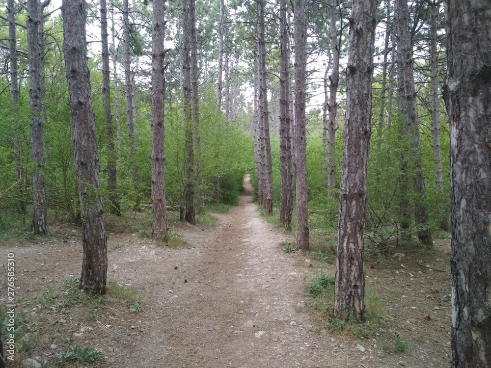 Fototapeta premium path in forest