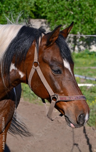 Piebald stallion sunny,summer day