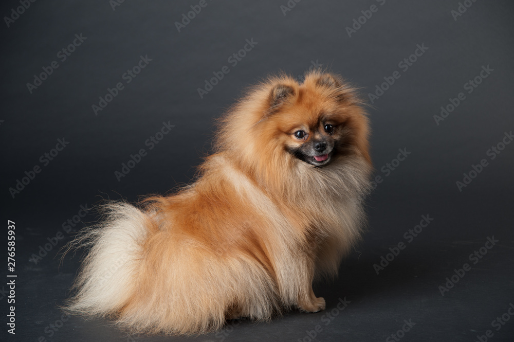 dwarf spitz in a studio