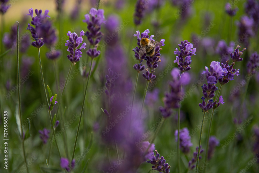 Naklejka premium bee lavender