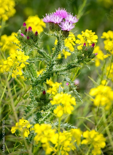 Thistle flower photo