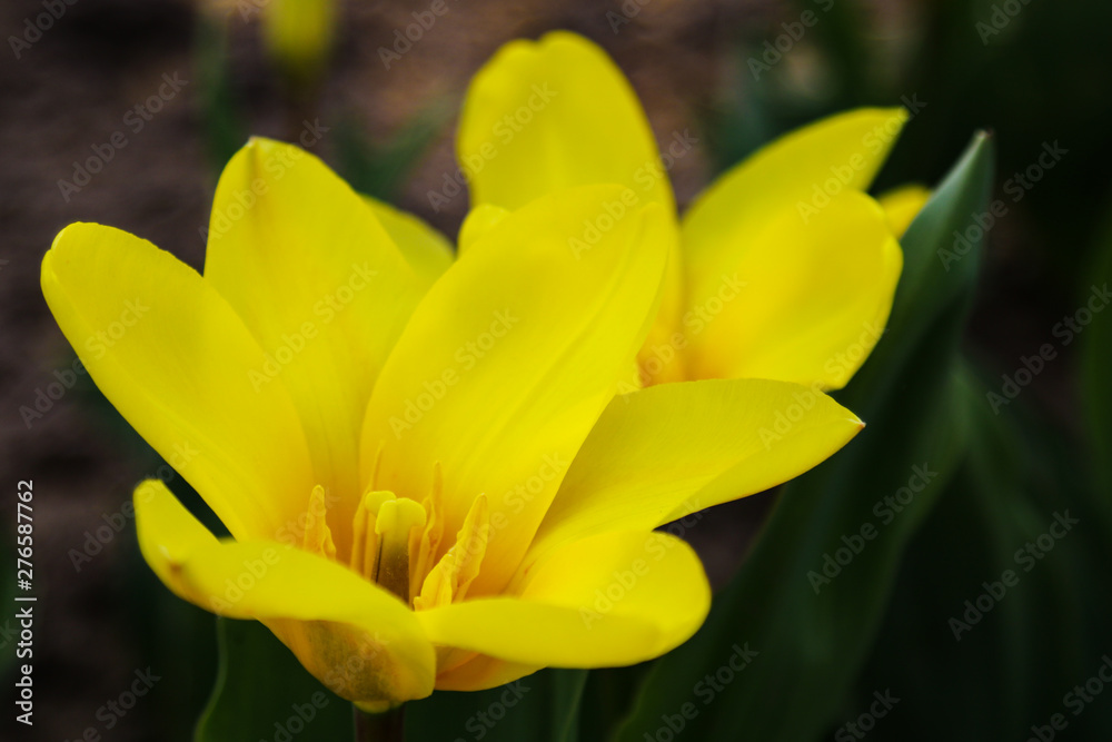 Tulip. Beautiful bouquet of tulips. colorful tulips. tulips in spring,colourful tulip. Tulip. Beautiful bouquet of tulips. colorful tulips. tulips in spring,colourful tulip.