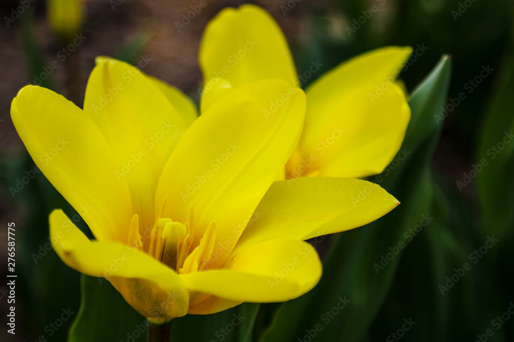 Tulip. Beautiful bouquet of tulips. colorful tulips. tulips in spring,colourful tulip.