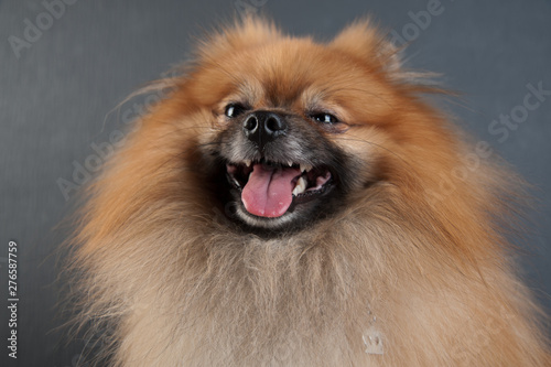 dwarf spitz in a studio
