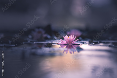 Water Lily Floating On The Water