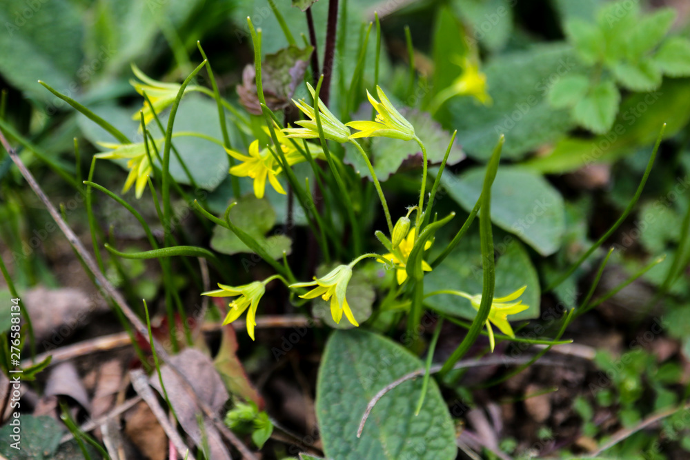 Obraz premium Bright yellow corollas of lesser celandine looks pleasantly in the nice bouquet.