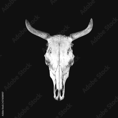 White cow skull isolated on black background