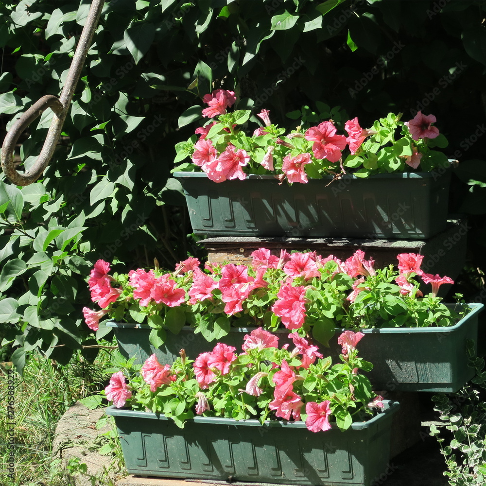Fototapeta premium Petunia, blooming in summer in the garden and on the balcony