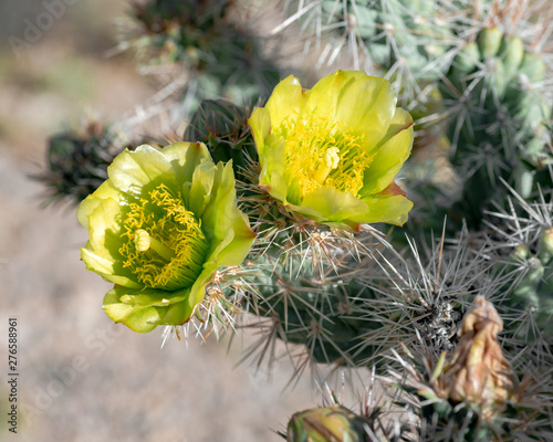 USA, Nevada, Lincoln County, Basin and Range National Monument, Fossil Mountain. The yellow flowers of silver cholla cactus (Cylindropuntia echinocarpa).