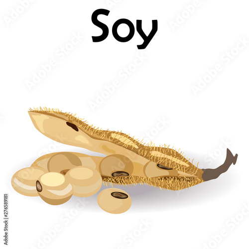 Soy bean elements, organic and natural food in illustration