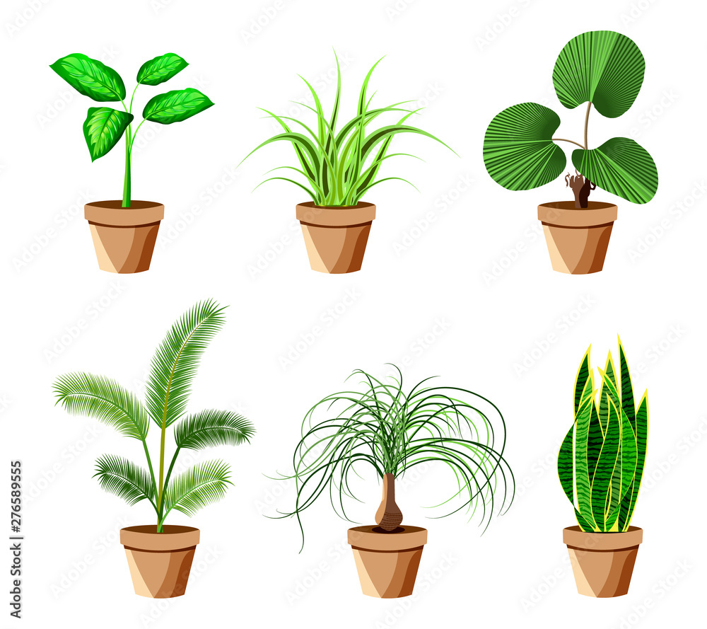Colourful Flowers and plants in Vases. Vector Illustration. Colourful Flowers and plants in Vases. Vector Illustration.