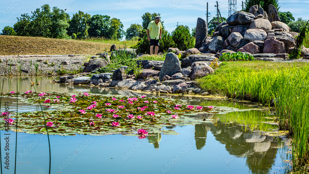 Fototapeta premium Red lilies in the city pond