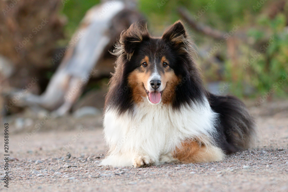 Cute Shetland Sheepdog Happy Outside Cute Shetland Sheepdog Happy Outside