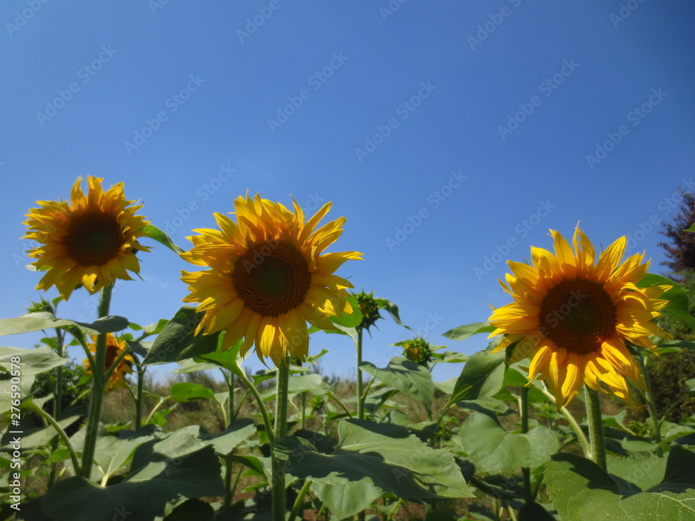 field of sunflowers and blue sky with clouds