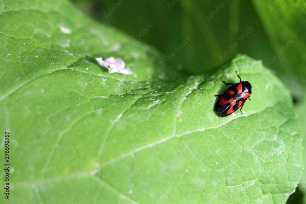 Cercopis vulnerata insetto