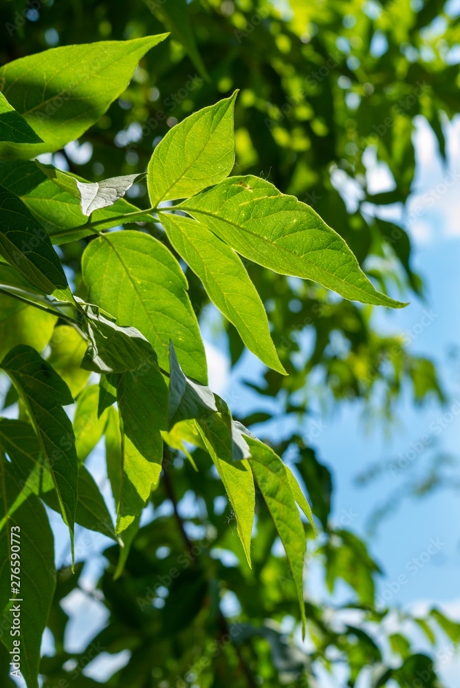 Maple leaves backlit by the sun in summer day close up (acer negundo) Maple leaves backlit by the sun in summer day close up (acer negundo)