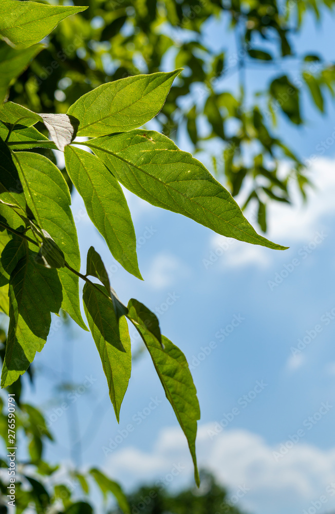 Maple leaves backlit by the sun in summer day close up (acer negundo) Maple leaves backlit by the sun in summer day close up (acer negundo)