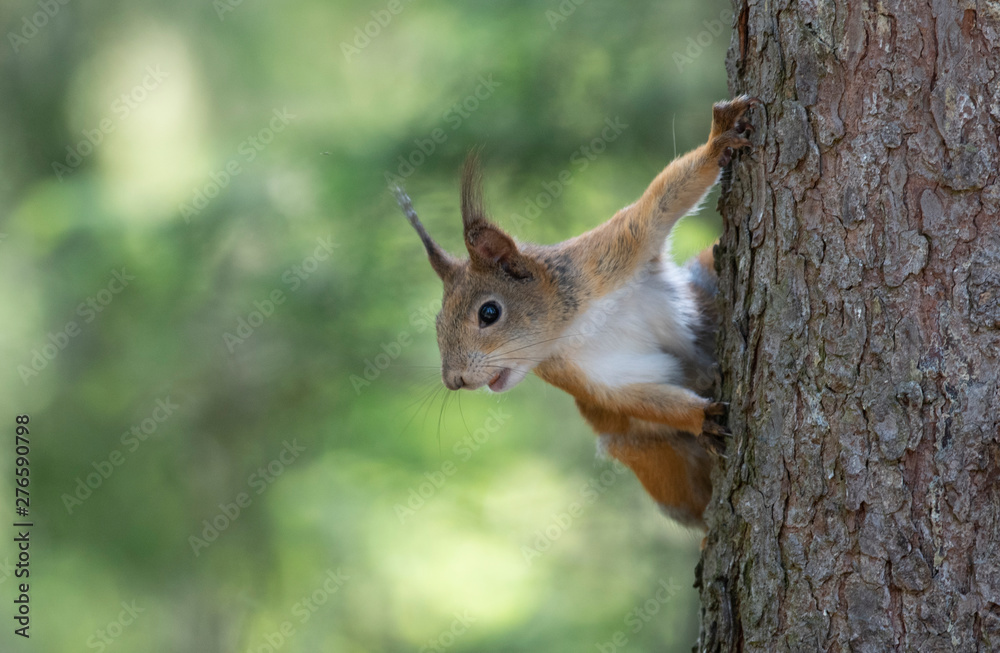 red squirrel red squirrel