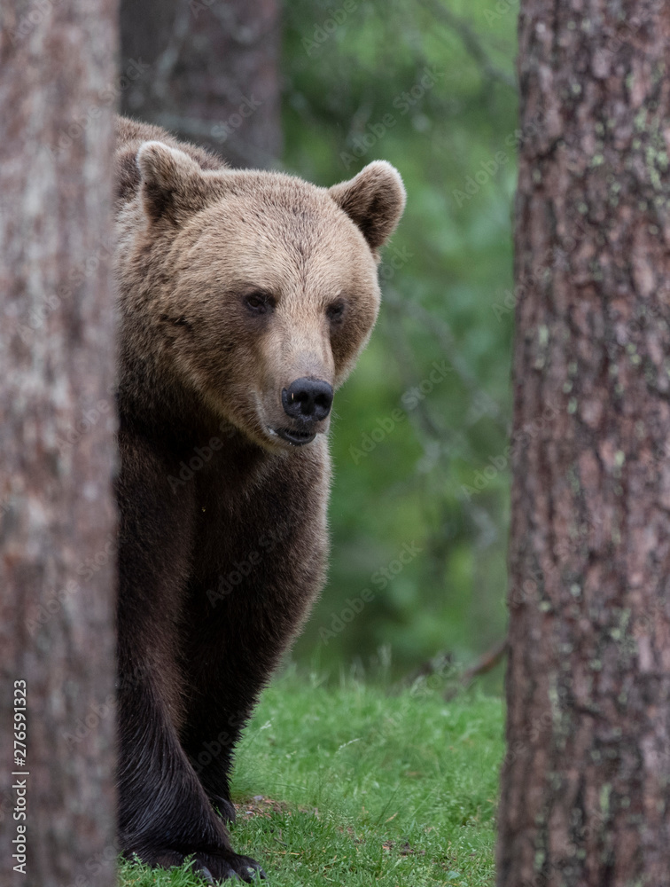 wild bear in finland forest