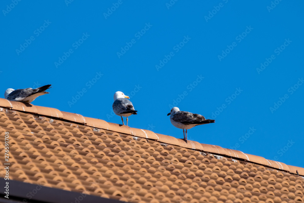 Seagulls on the roof of house, sunny day with blue sky. Seagulls on the roof of house, sunny day with blue sky.