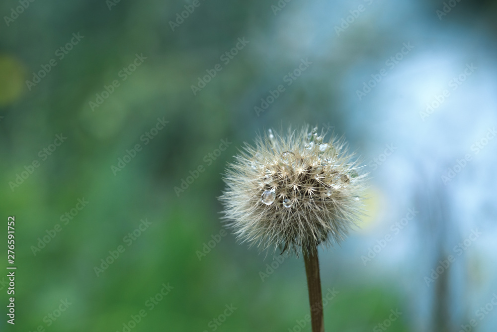 dandelion on green background dandelion on green background