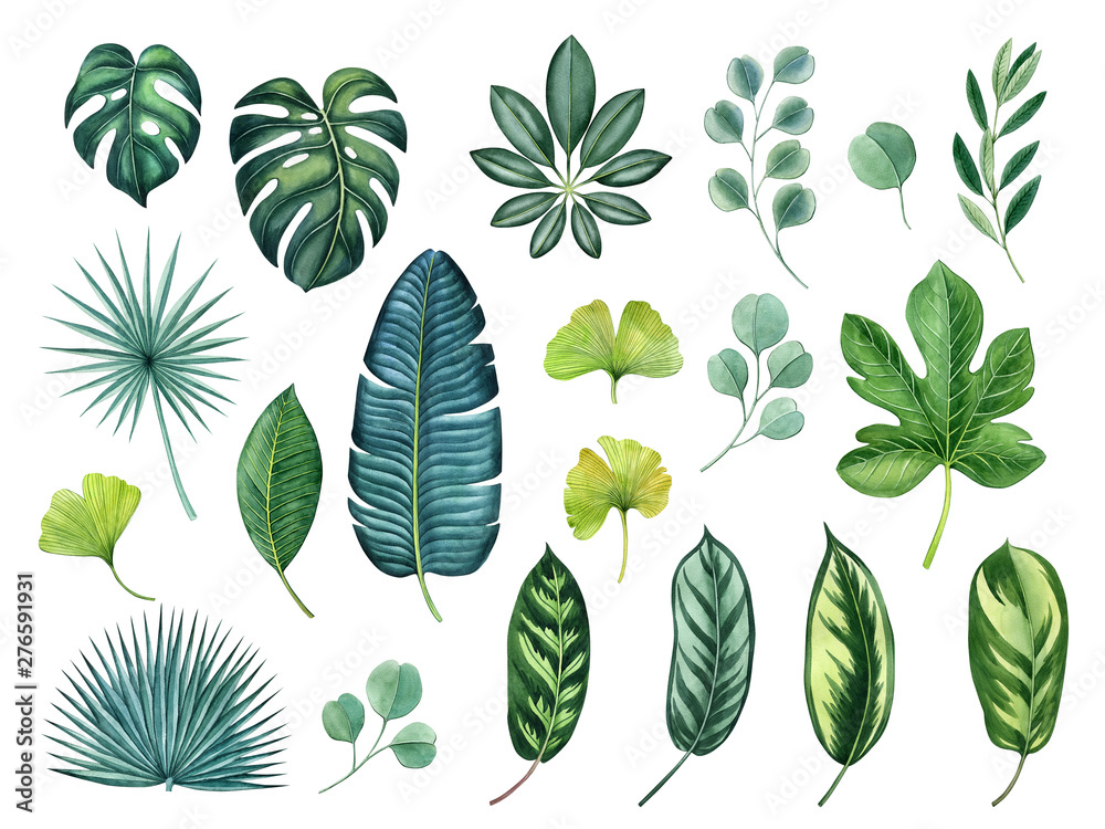 Fototapeta premium tropical plant