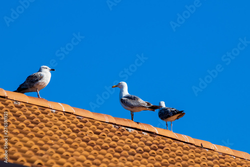 Seagulls on the roof of house, sunny day with blue sky.