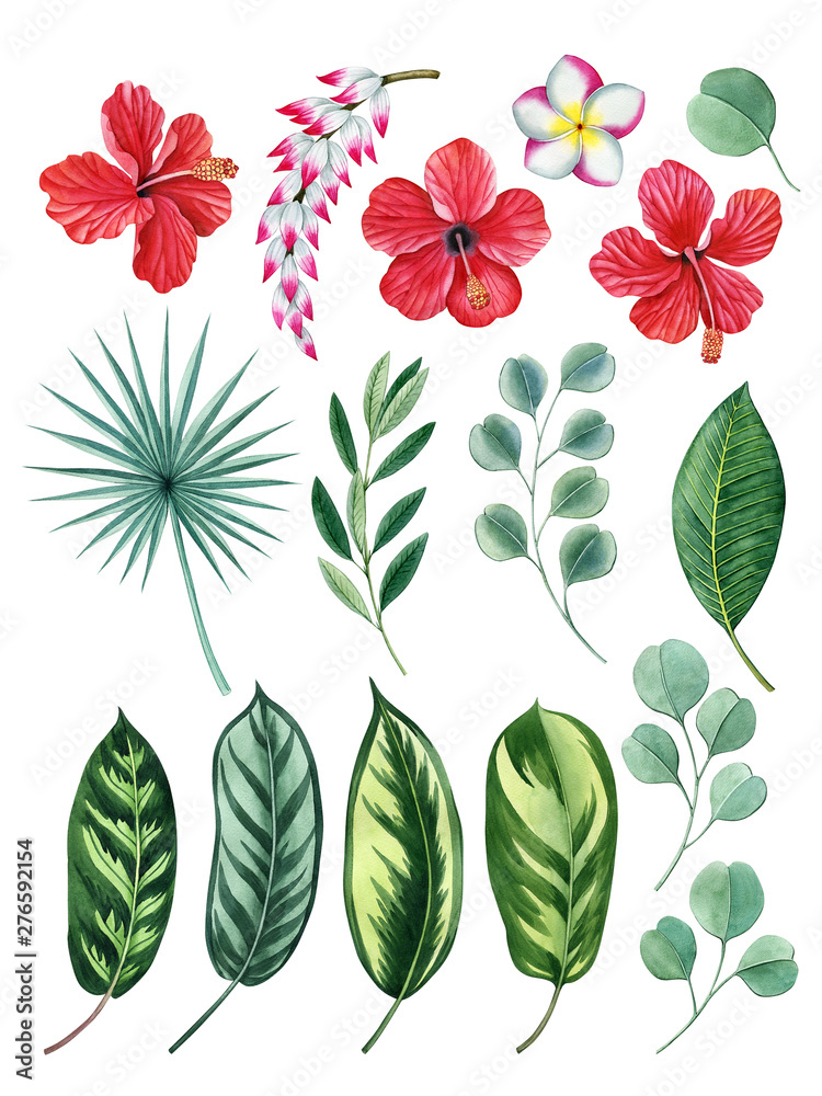 Fototapeta premium tropical plant