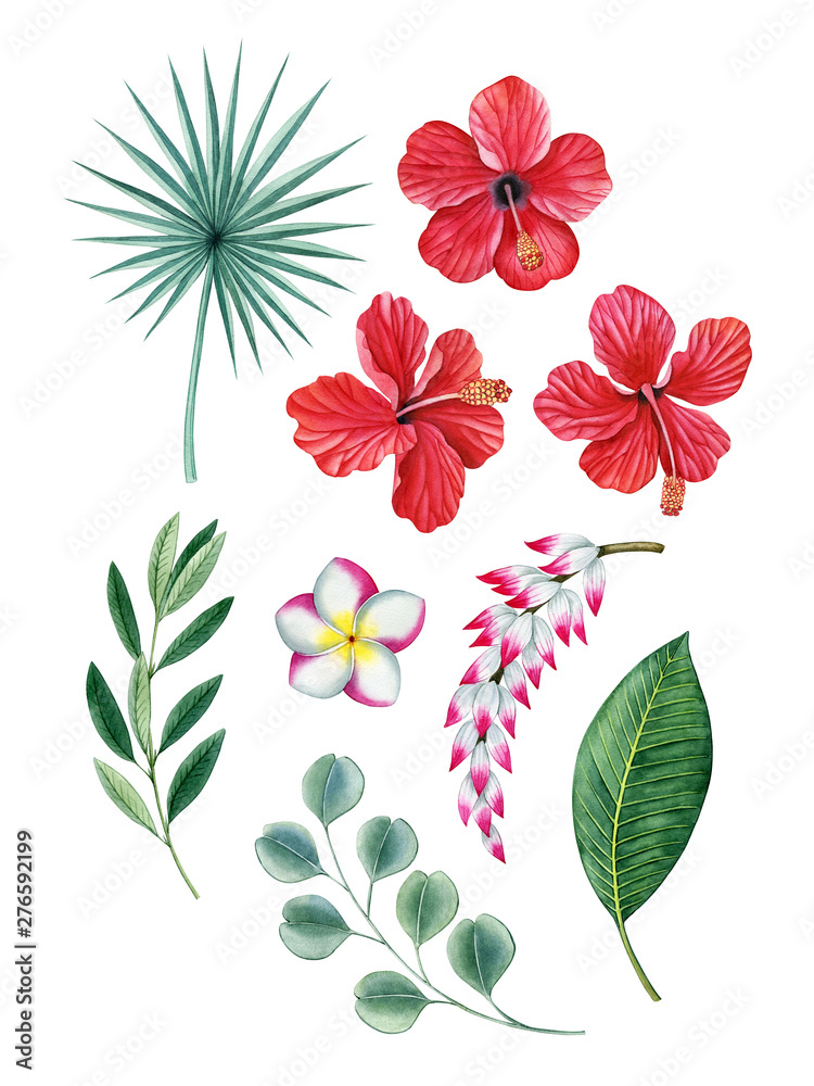 tropical plant