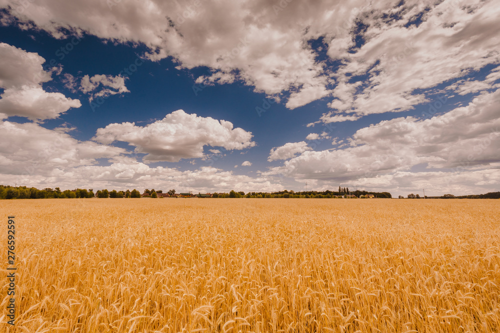 Wheat field under the beautiful blue summer sky with clouds. Rural landscape.