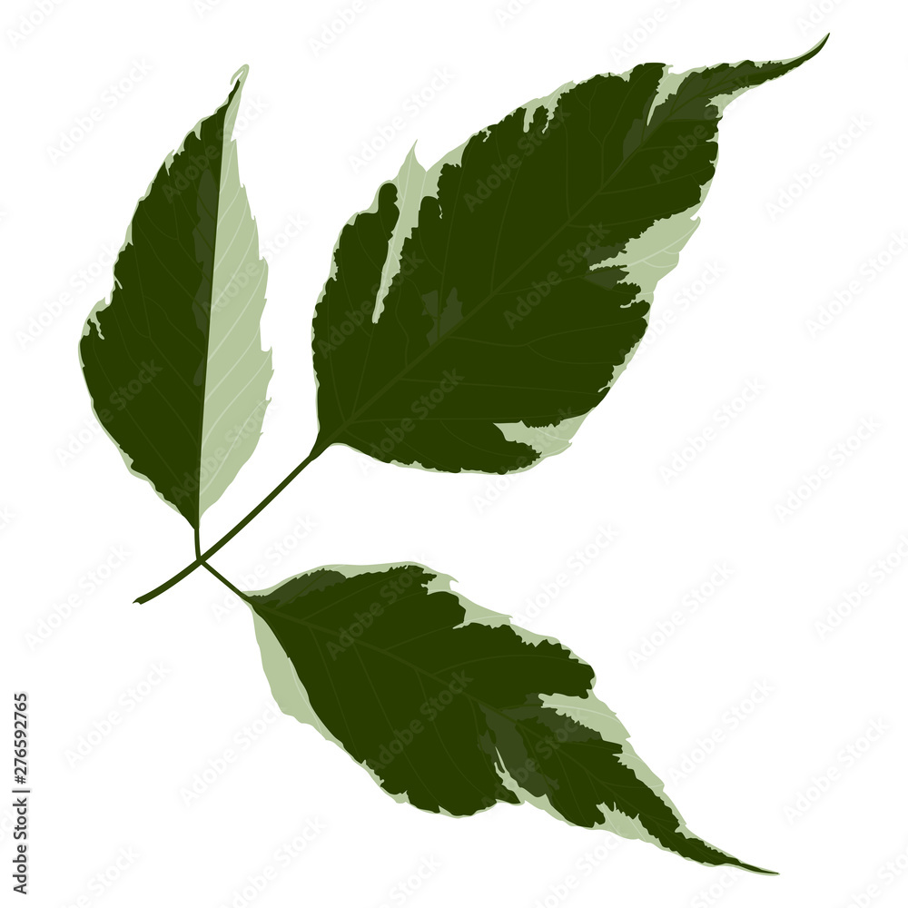 Fototapeta premium Leaf isolated. Vector illustration.