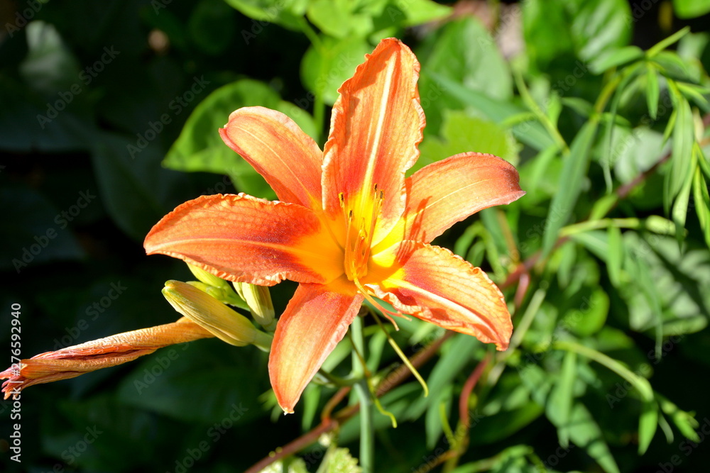 Nice flowers in the garden in midsummer, in a sunny day. Green landscape Nice flowers in the garden in midsummer, in a sunny day. Green landscape