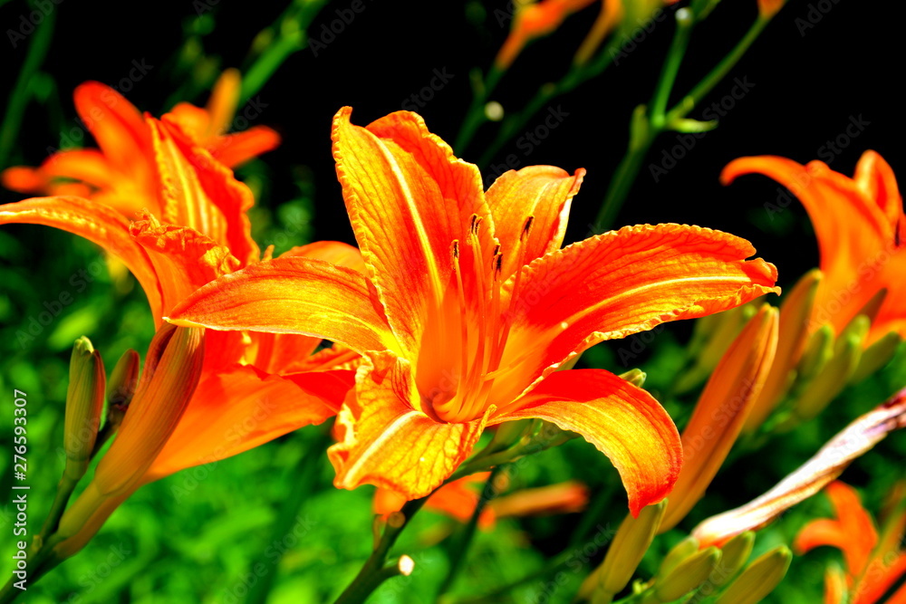 Nice flowers in the garden in midsummer, in a sunny day. Green landscape Nice flowers in the garden in midsummer, in a sunny day. Green landscape