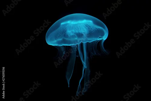 Obraz meduza w wodzie