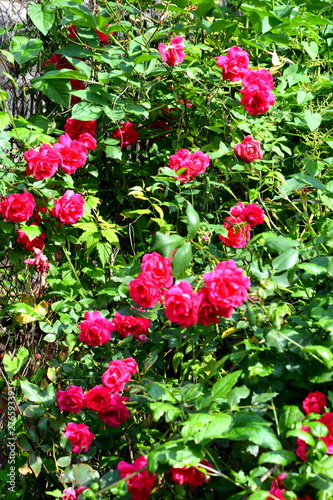 Nice flowers in the garden in midsummer, in a sunny day. Green landscape