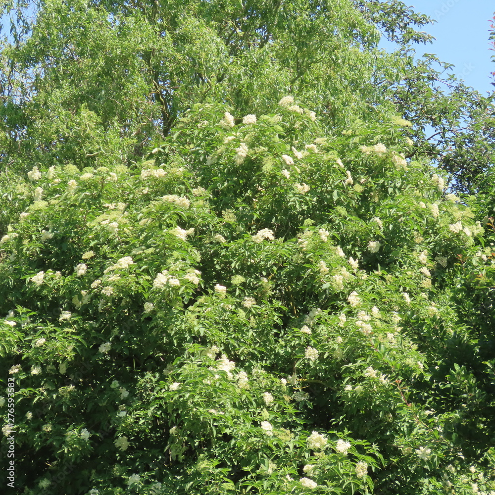 Sambucus, white flowers of the elderberry bush, Sambucus, white flowers of the elderberry bush,