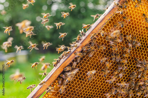 honey bees on honeycomb in apiary in summertime 