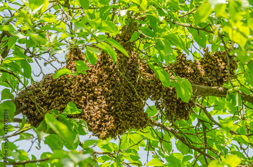 swarm of honey bees hanging up on a tree in summertime