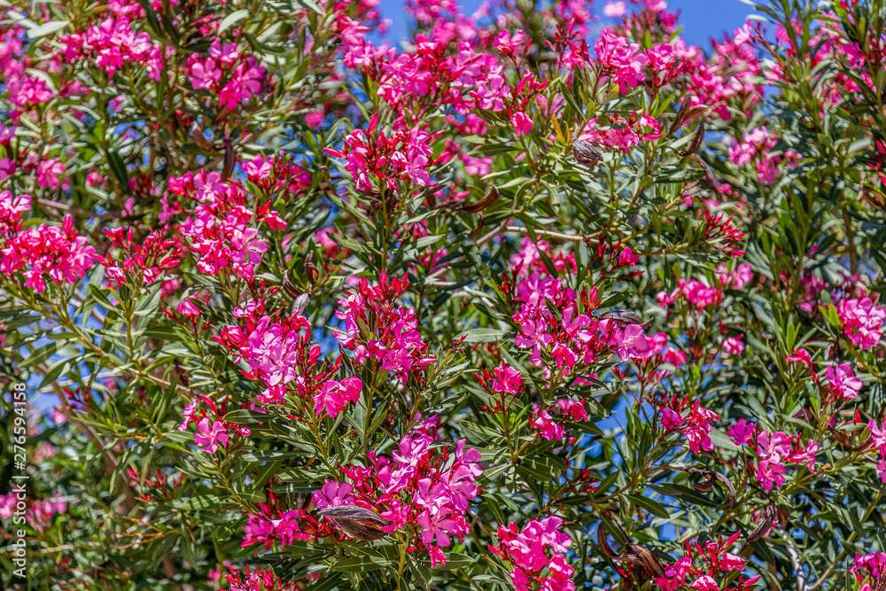 Pink flowers blooming in Croatia