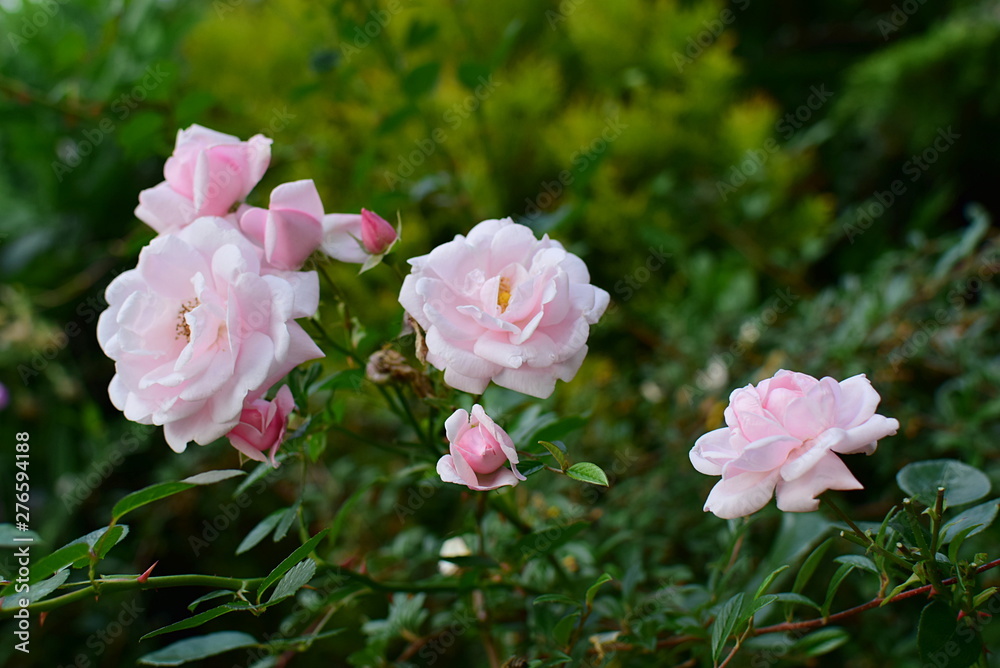 romantic 'New Dawn' rose flowers in the garden