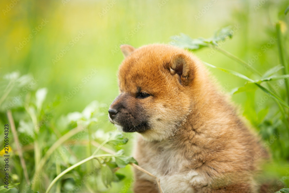 Cute and lovely red shiba inu puppy sitting in the green grass in summer