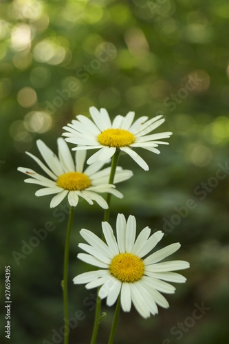 Wild flowers - daisies on the field  Leucanthemum vulgare 